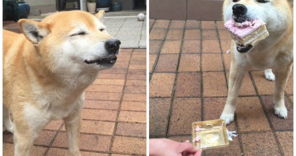 Turn Your Drink Into A Super Cute Shiba Inu Beverage With These