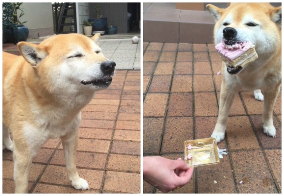 Life goals: Find a love as pure as the one this Shiba Inu has for cake【Pics】