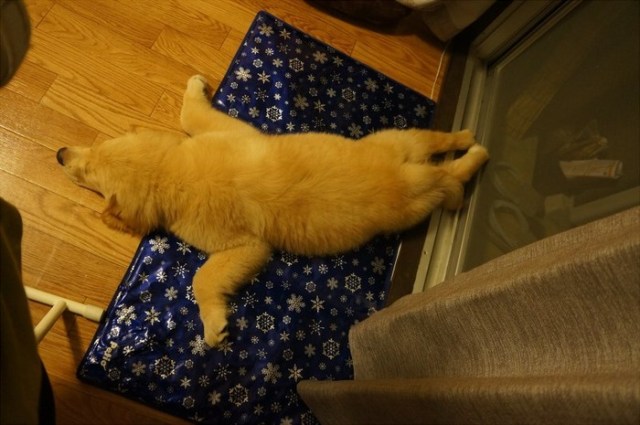 Dog sleeps in odd position, becomes a meme flying through a variety of dream worlds