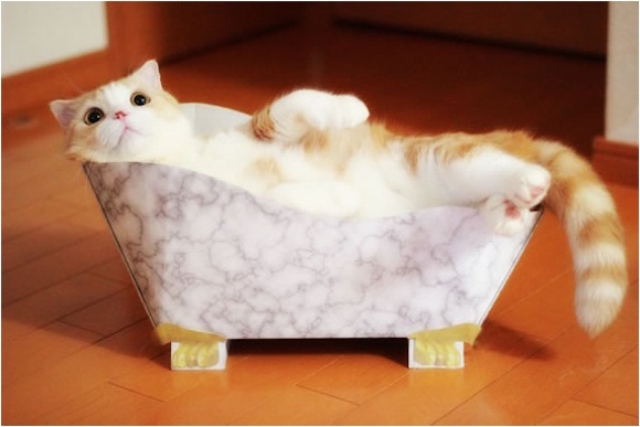 Treat your feline like royalty with fancy cardboard cat baths from Felissimo