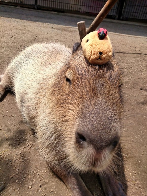 capybara on head (1)