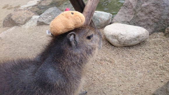 capybara on head (2)