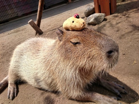 capybara on head (3)