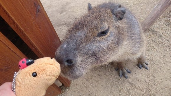 capybara on head (4)