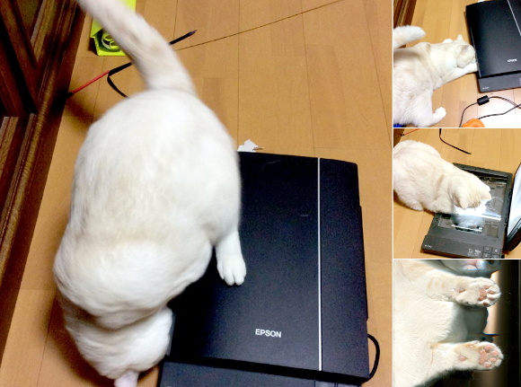 Cat battles it out with home office equipment, gets scanned in the process