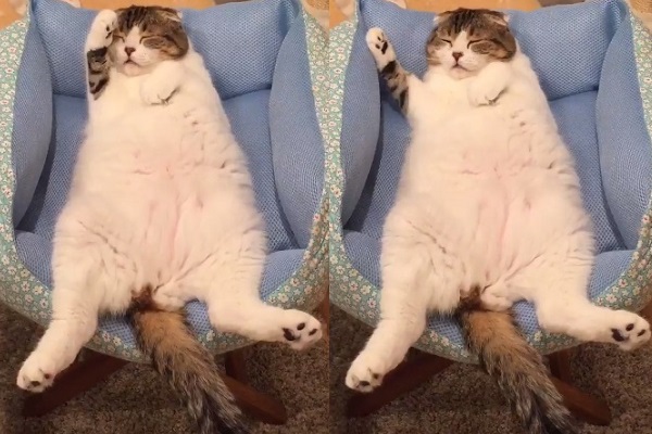 Cute cat shows us what it’s like to fall asleep instantly