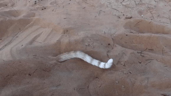 New “species of snake” discovered purring in desert?【Video】