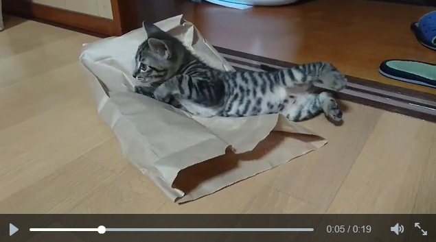 Don’t let the cat out of the bag, but this curious kitty is in for an adorable surprise 【Video】
