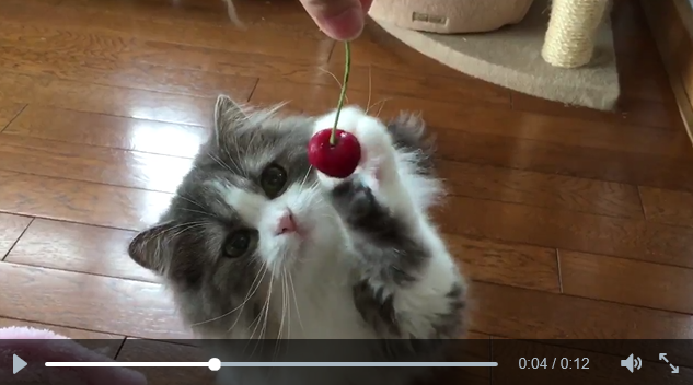 Video of Japanese cat touching a cherry is a heart-melting example of adorable gentleness 【Video】