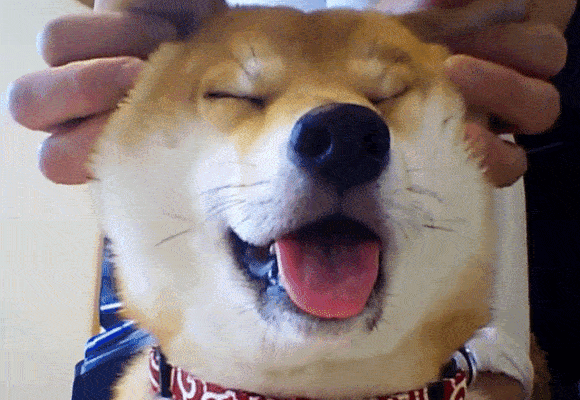 Adorable Shiba Inu melts into puddle of doggy bliss when her head is rubbed 【Videos】