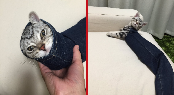 This adorably hilarious Japanese kitty totally wants you to buy some skinny jeans 【Photos】