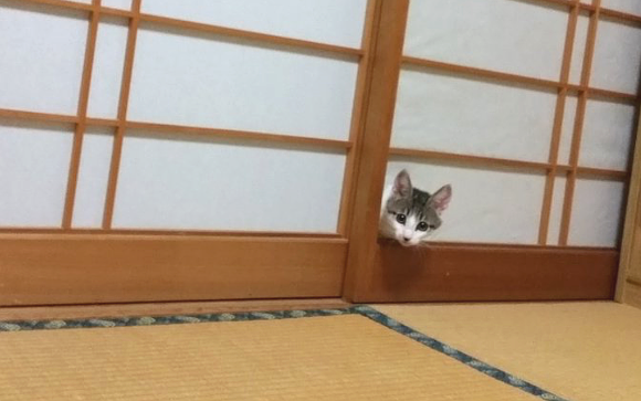 Cute cat surprises owner with ability to walk through walls