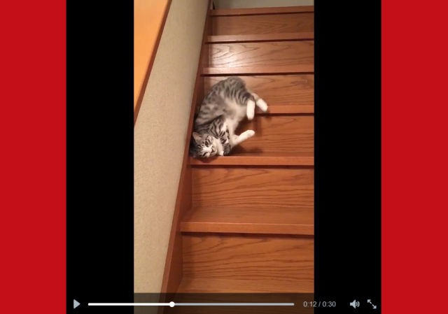 Japanese cat is either the world’s laziest kitty or cutest slinky substitute 【Video】