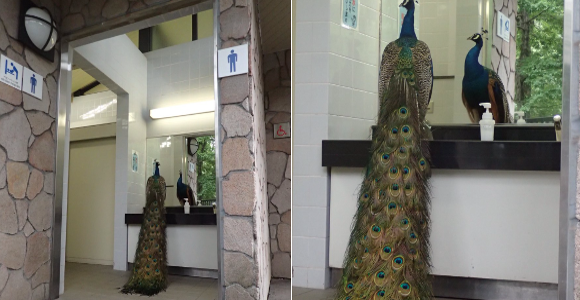 Peacocking peafowl poses prettily as patrons patiently pray to pee
