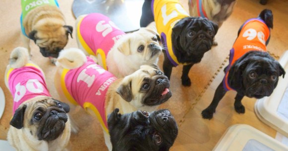 Kyoto S Living Room Pug Cafe Lets All The Dogs Out Photos Soranews24 Japan News