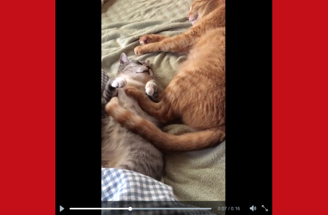 Napping Japanese cats make an adorable argument for why kitties need tails 【Video】