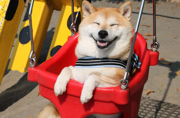 Meet Uni, the smiley Japanese Shiba Inu who loves to ride on playground equipment
