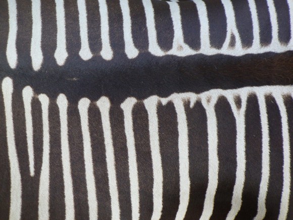 zebra-back-326527_960_720