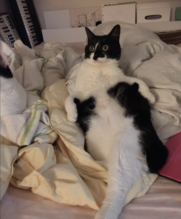 Japanese cat watching scary scene in Pixar movie has in