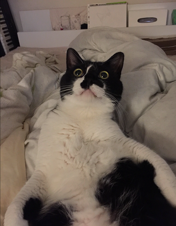 Japanese cat watching scary scene in Pixar movie has in