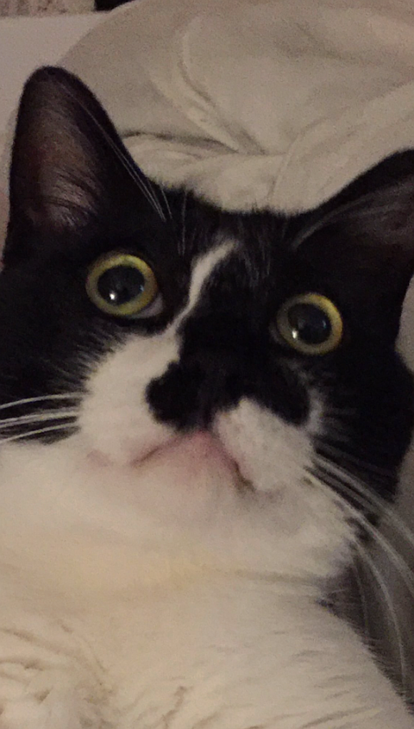 Japanese cat watching scary scene in Pixar movie has in