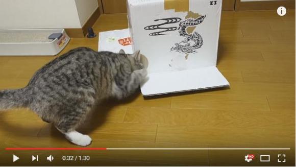 Cute cat rescues sister from cardboard box 【Video】