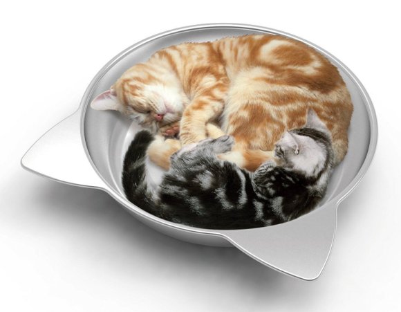 cats in dish