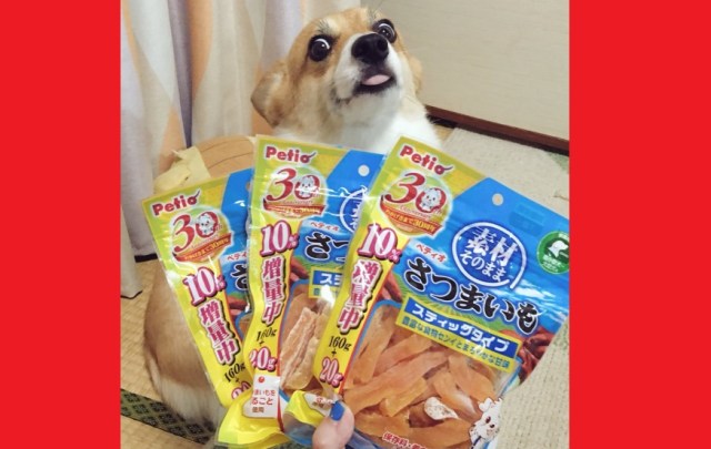 Picture of extremely excited corgi turns into online Photoshop battle【Photos】
