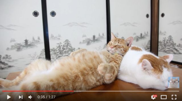 Japanese kitty shows us that a cat pillow is a critical component of a proper cat nap【Video】