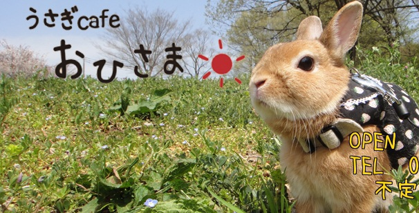 W.T.F. Japan: Top 5 offbeat Japanese animal cafes【Weird Top Five ...