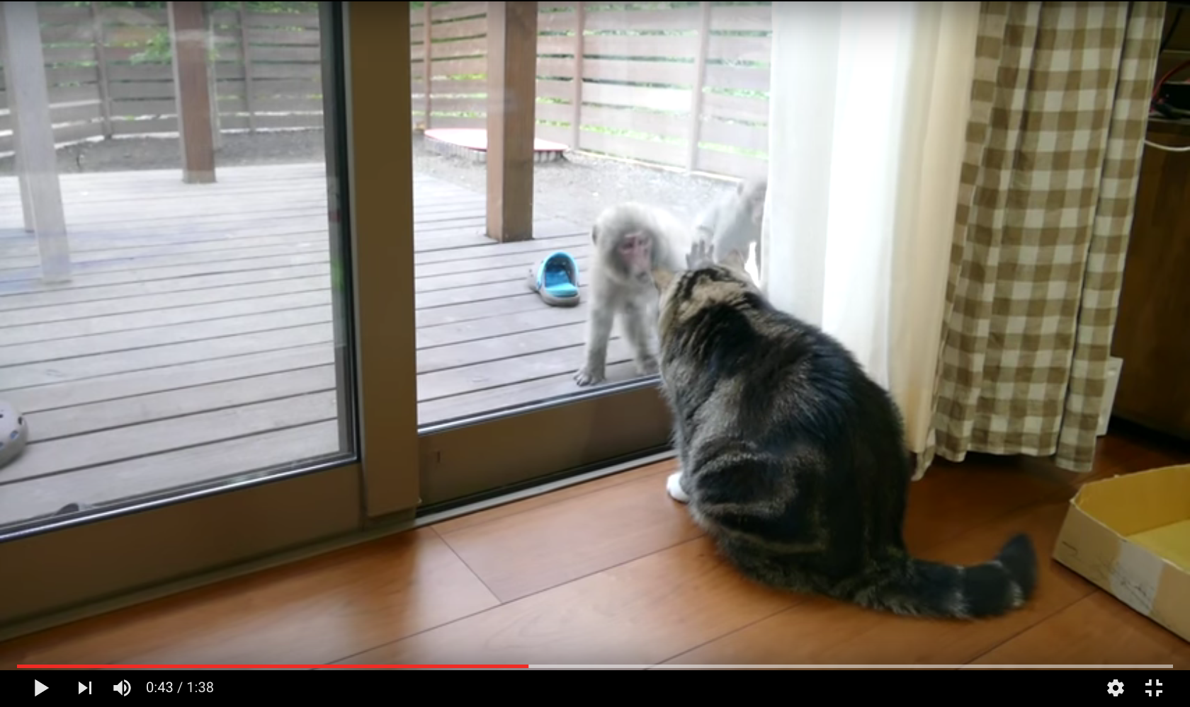 Maru the cat calmly examines monkeys as they say hello then steal a ...