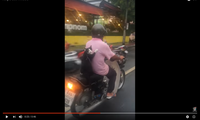 Courageous cat takes a ride on the back of a scooter【Video】