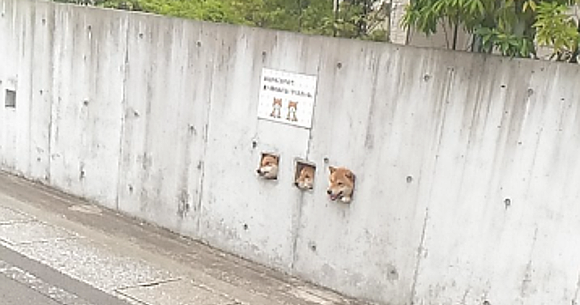 These Shiba Inu dogs are so cute they need a sign above their peeping holes
