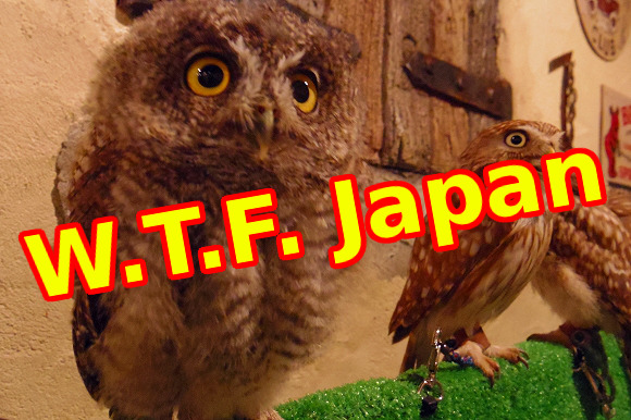 W.T.F. Japan: Top 5 offbeat Japanese animal cafes【Weird Top Five