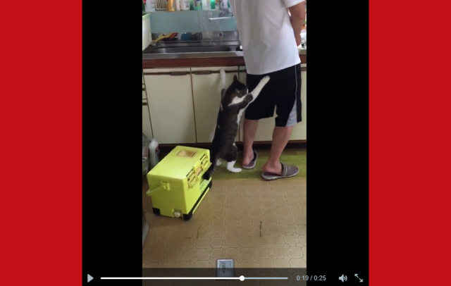 Hungry Japanese cat runs out of patience, teaches owner embarrassing lesson about sharing 【Video】