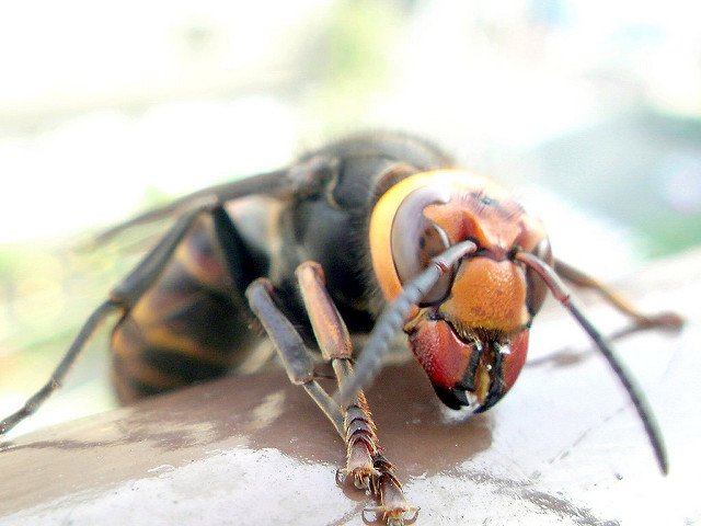 5pc japan Hoy Hoi hoi trapa roach bait motel spider earwig bug cricket centipede 