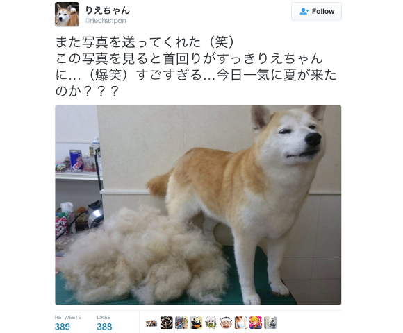 Cute Shiba Inu goes in for a shampoo, struts out with half her hair and a whole new physique