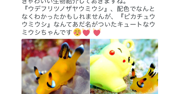Pokemon Go Craze Reignites Love For Cute Pikachu Sea Slug In Japan Soranews24 Japan News
