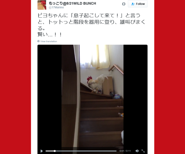 Japanese dad proves you don’t need an alarm clock as long as you’ve got a pet rooster【Video】