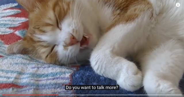 Japanese cat who can’t sleep unless it chats with owner melts hearts across the Internet