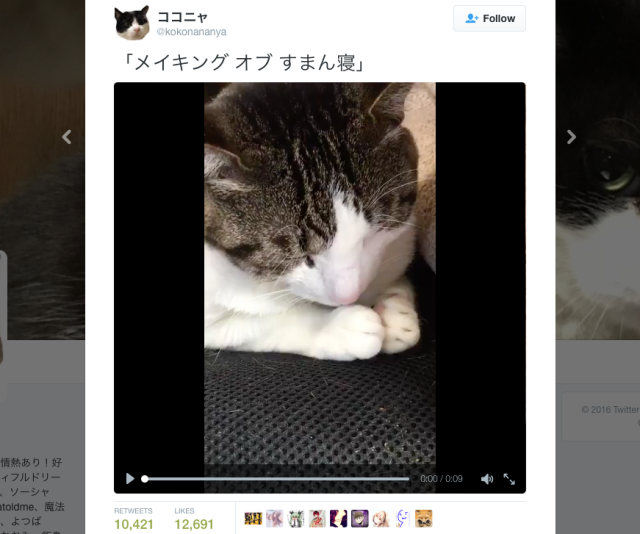 Cute cat shows us how to bow in apology, Japanese style【Video】