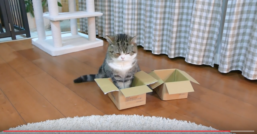 Japanese cat Maru faces biggest dilemma yet: which tiny brown box to ...