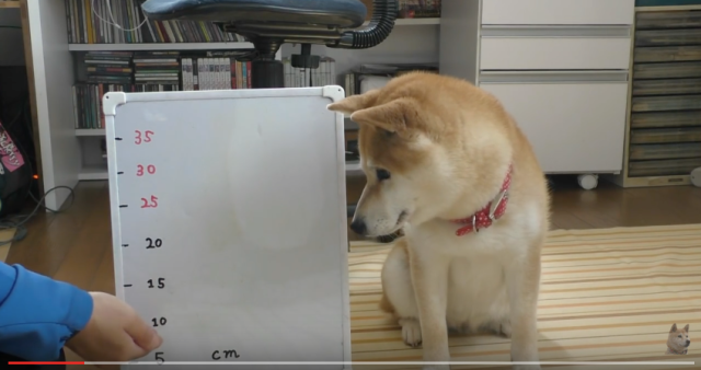 Cute Japanese Shiba Inu joins in adorable “Handshaking Championship” with its owner