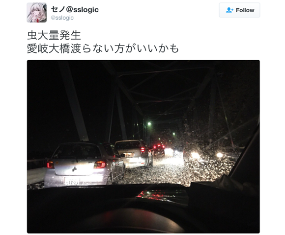 Swarms of insects cause chaos on bridge in Japan