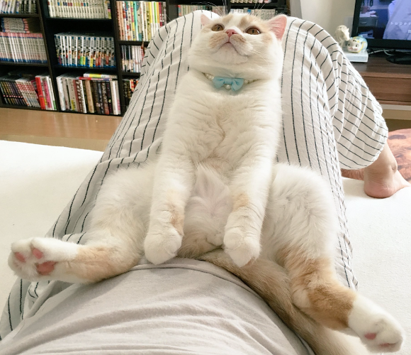 Cute cat melts hearts by watching TV with owner in a number of adorable poses
