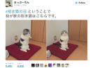 Japan's Lucky Beckoning Cat Panties promise riches, romance, and