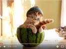 A cat, a straw hat, and a truck turn out to be a perfectly adorable summer  combination 【Video】