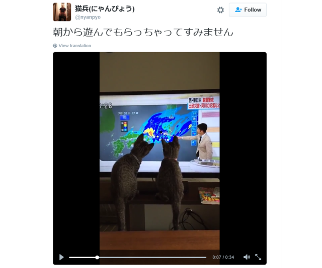 Japanese cats watch weather report every day, but not because they care about the forecast【Vid】