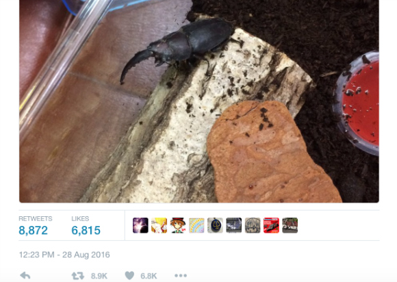 Hermaphrodite beetle discovery brings Twitter user’s family unexpected fame