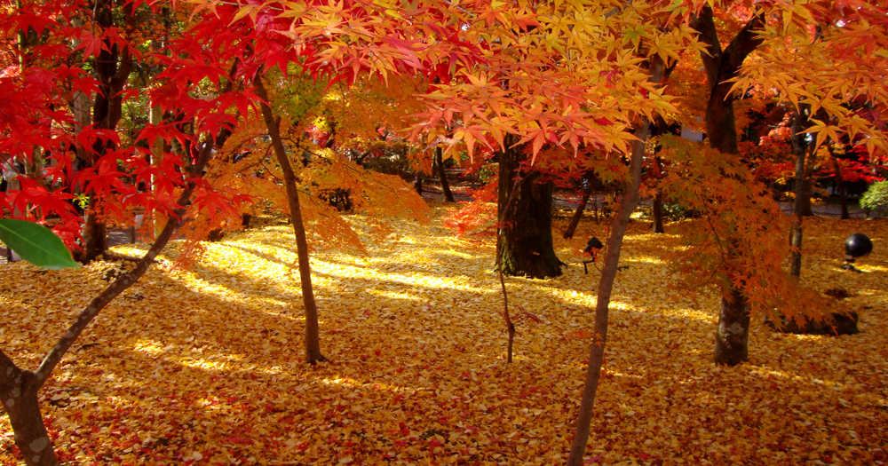 The 10 most beautiful places to see the autumn leaves in Japan, as